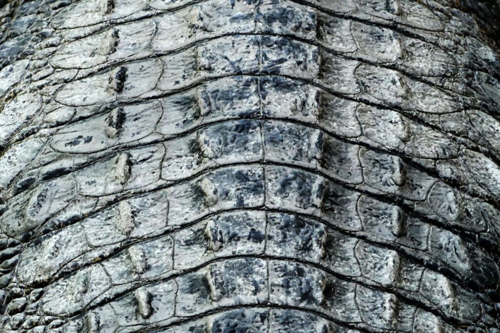 crocodile-leather